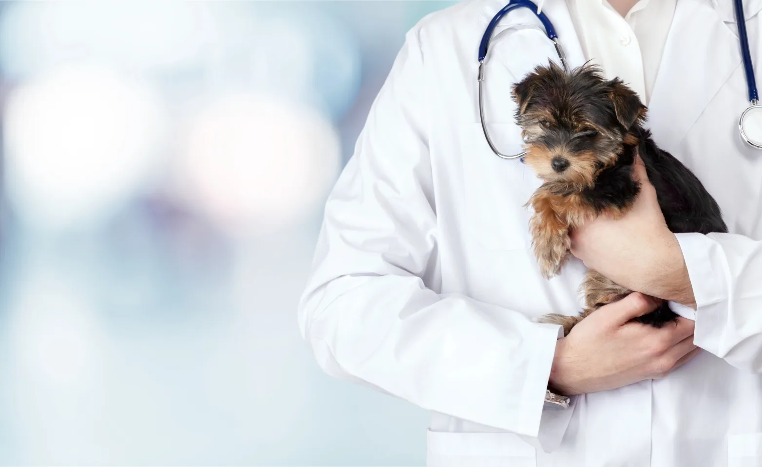 A dog being held by a veterinarian 